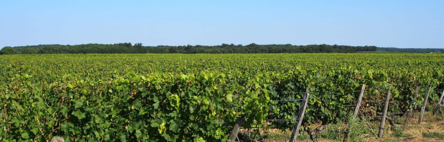 Isabelle_suire_vigne_cremant_loire_aoc_saumur_vienne_loudun_export_vigne_pano