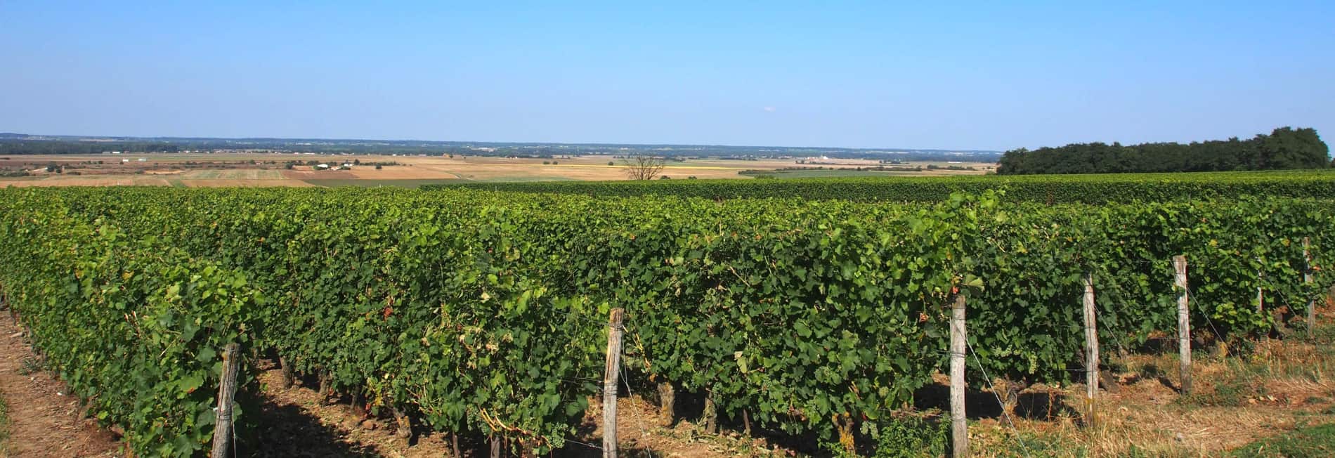 vignes sur Pouant Isabelle Suire